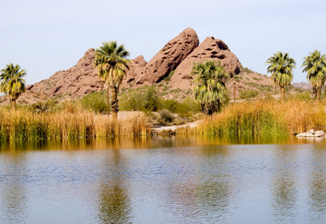 desert palm trees by water